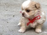 Kore Morkie