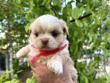 Kore morkie