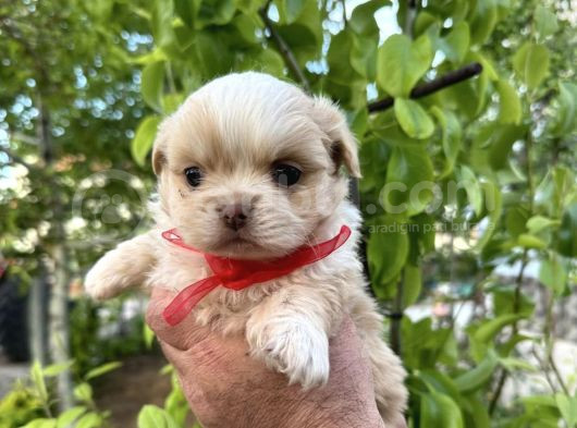 Kore Morkie
