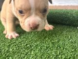 Exotic American Bully Yavruari