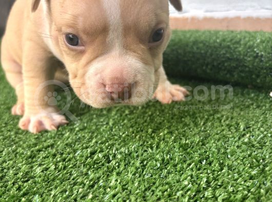 Exotic American Bully Yavruari görsel