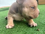 Exotic American Bully Yavruari