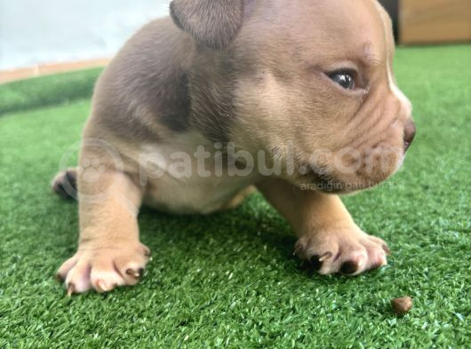 Exotic American Bully Yavruari görsel