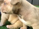 Exotic American Bully Yavruari