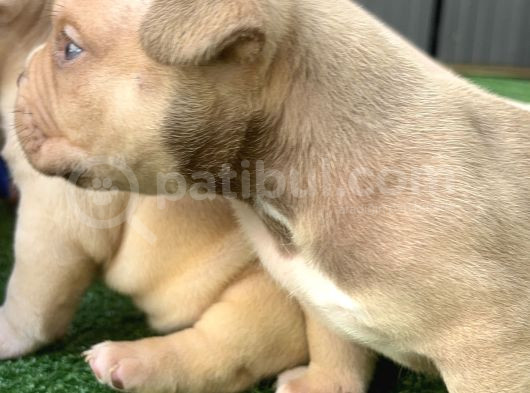 Exotic American Bully Yavruari görsel