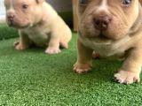 Exotic American Bully Yavruari