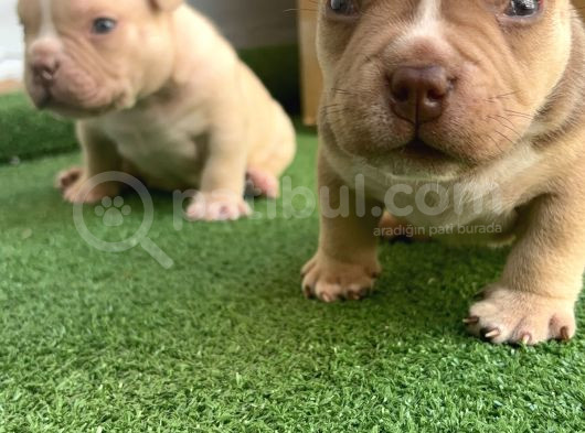 Exotic American Bully Yavruari görsel