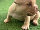 Exotic American Bully Yavruari