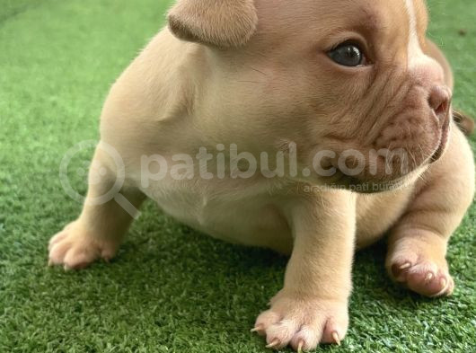 Exotic American Bully Yavruari