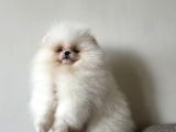 Teddy Boo Bebekler