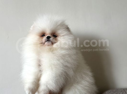 Teddy Boo Bebekler görsel