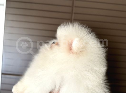 Teddy Boo Bebekler görsel