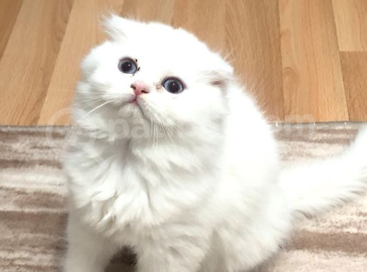 Güzel Bebeklerim Yeni Ailesini Arıyor görsel