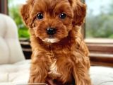 Korean Maltipoo 1 Kg