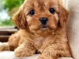 Korean maltipoo 1 kg