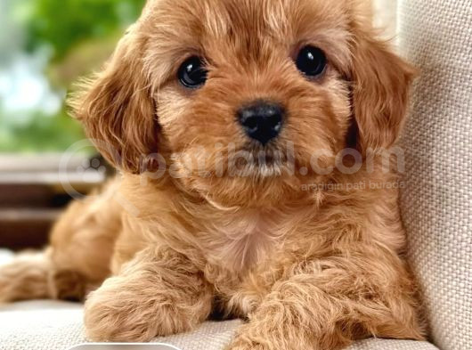 Korean Maltipoo 1 Kg