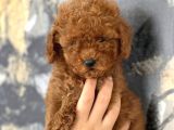 Her renk aşılı poodle bebekler