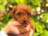 Ruhsatlı Ve Onaylı Köpek Çiftliği Güvencesi Ile  Sağlık Irk