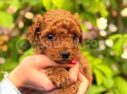 Ruhsatlı Ve Onaylı Köpek Çiftliği Güvencesi Ile  Sağlık Irk görsel