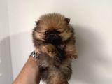 Teddy Boo Bebekler