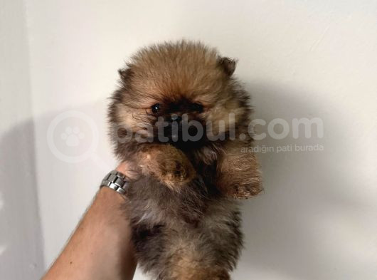 Teddy Boo Bebekler görsel
