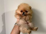 teddy boo bebekler