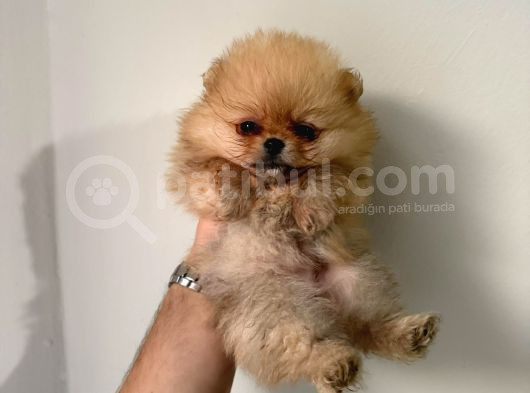 Teddy Boo Bebekler