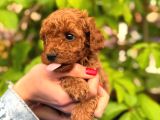 Ruhsatlı ve onaylı köpek çiftliği güvencesi ile  Sağlık Irk
