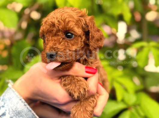 Ruhsatlı Ve Onaylı Köpek Çiftliği Güvencesi Ile  Sağlık Irk
