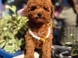 Poodle Orji̇nal Safkan Irk Ve Sağlik Garanti̇li̇ Bebekler