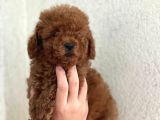 Poodle Bebekler Yeni Dostunu Arıyor