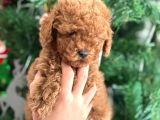 Aşılı Poodle Bebekler