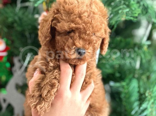 Aşılı Poodle Bebekler görsel