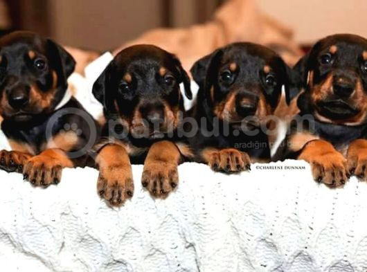 Doberman Yavrulari Türki̇ye Geneli̇ Gönderi̇m görsel