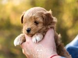 1Kg250Gr Micro Maltipoo Uygun