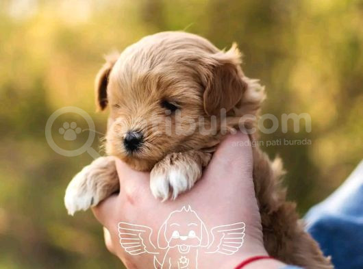 1Kg250Gr Micro Maltipoo Uygun görsel