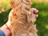 1Kg250Gr Micro Maltipoo Uygun
