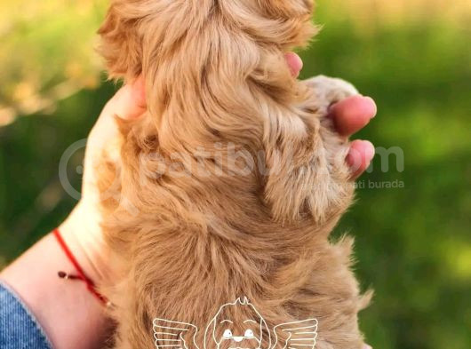 1Kg250Gr Micro Maltipoo Uygun görsel