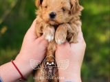 1Kg250Gr Micro Maltipoo Uygun