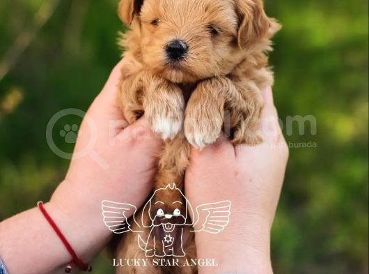 1Kg250Gr Micro Maltipoo Uygun görsel