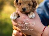 1kg250gr micro maltipoo uygun