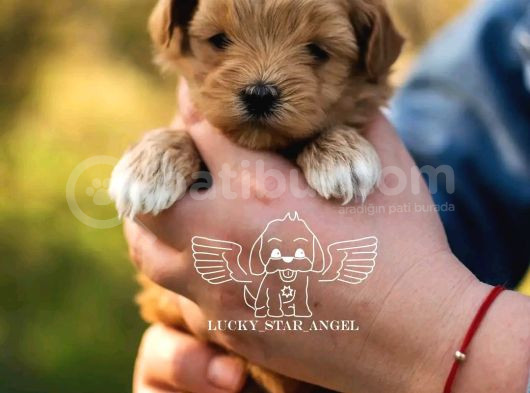 1Kg250Gr Micro Maltipoo Uygun