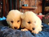 Bembeyaz Güzellik Safkan Samoyed Yavrusu