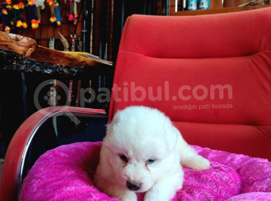 Bembeyaz Güzellik Safkan Samoyed Yavrusu görsel