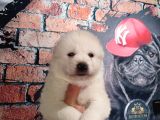 Bembeyaz Güzellik Safkan Samoyed Yavrusu