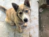Kırma Yavru  Husky 6 Aylık