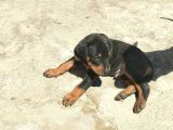 Doberman Yavrulari Türki̇ye Geneli̇ Gönderi̇m