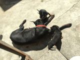 DOBERMAN YAVRULARI TÜRKİYE GENELİ GÖNDERİM