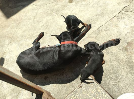 Doberman Yavrulari Türki̇ye Geneli̇ Gönderi̇m