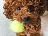 Kg Garanti̇li̇ Toy Poodle Yavrular Her Yere Gönderi̇li̇r